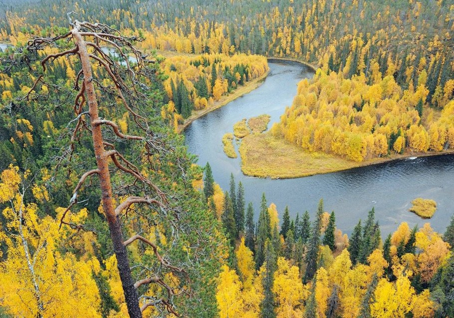 Растительность и животный мир Финляндии