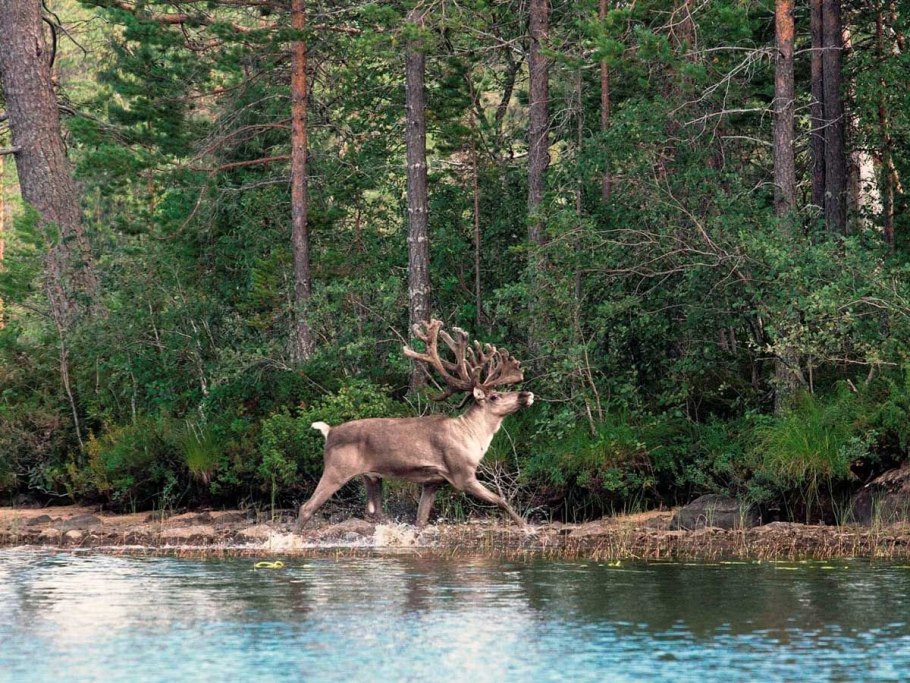 Нац парк коли Финляндия