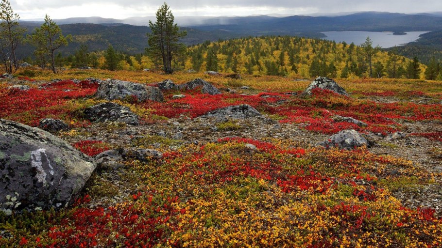 Заповедники тундры Лапландский