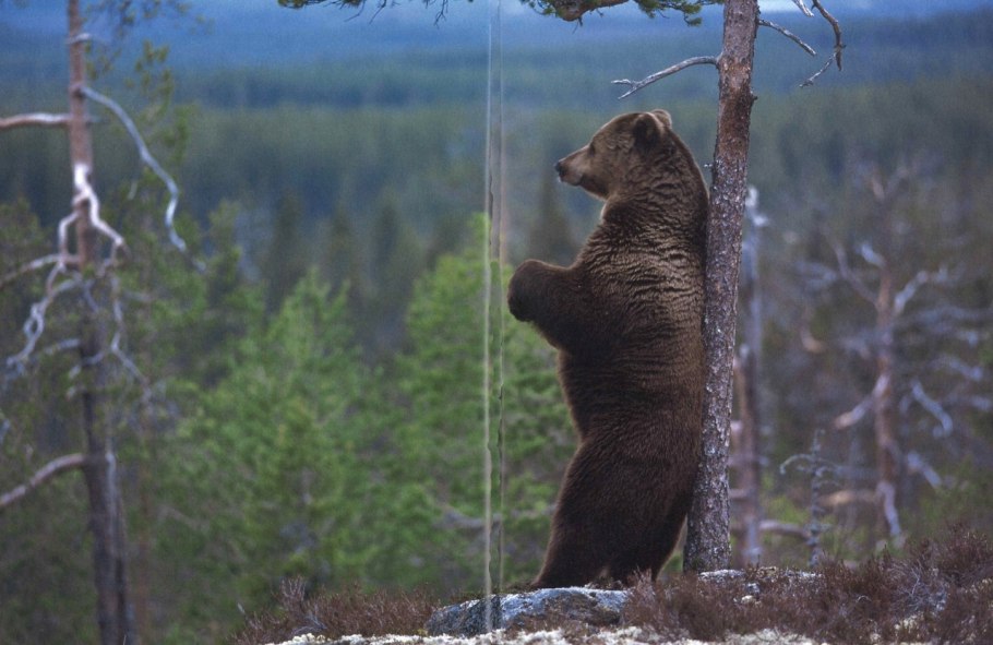 Брусника в тундре