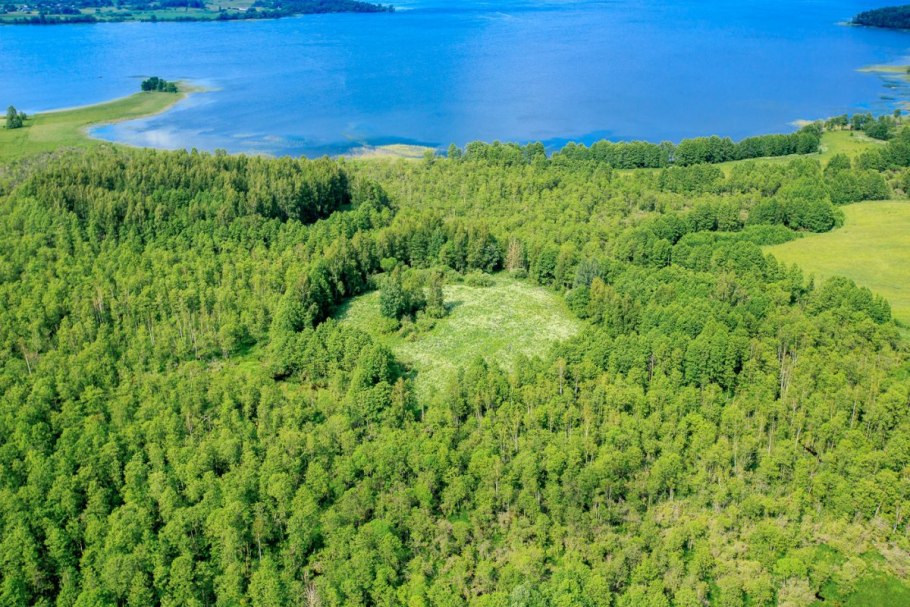 Голубика в тундре