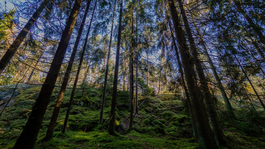 Хвойные леса Норвегии