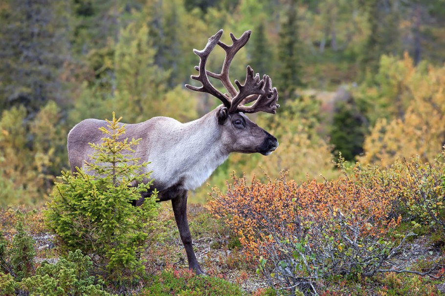 Финляндия природа