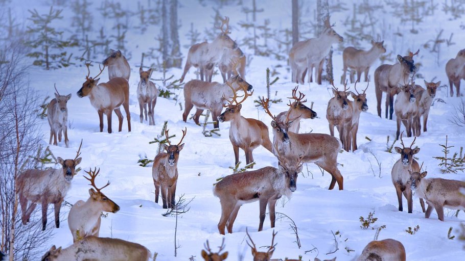 Калевальский национальный парк