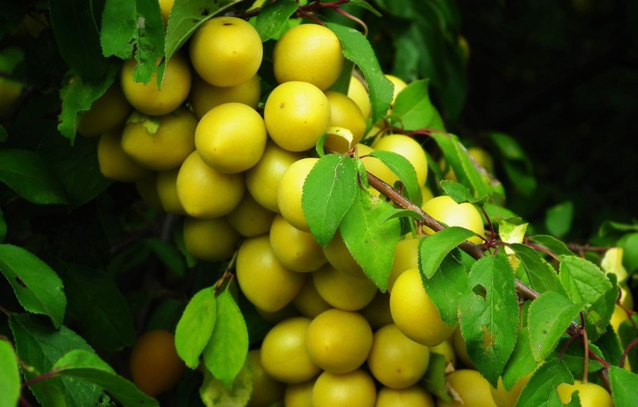 Алыча Нектаринная ароматная