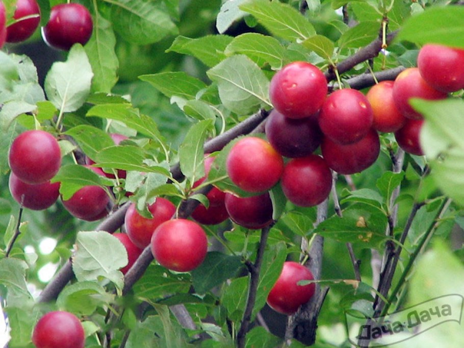 Алыча Никитская желтая