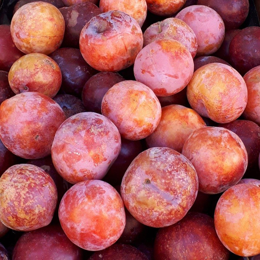 Алыча Гек дерево