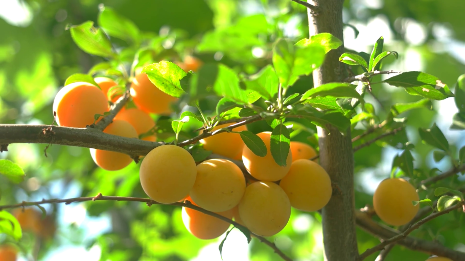 Слива Мирабелла