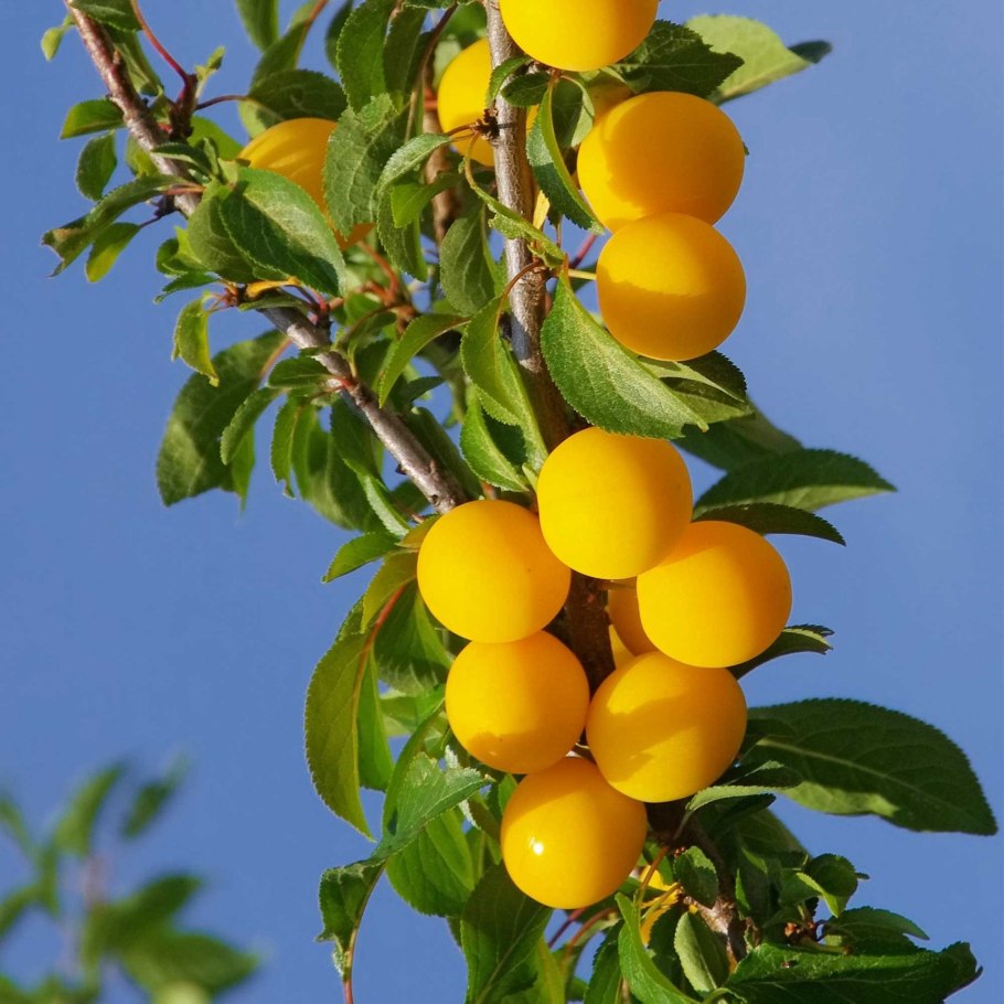 СВГ (сливово-вишневый гибрид) Опата