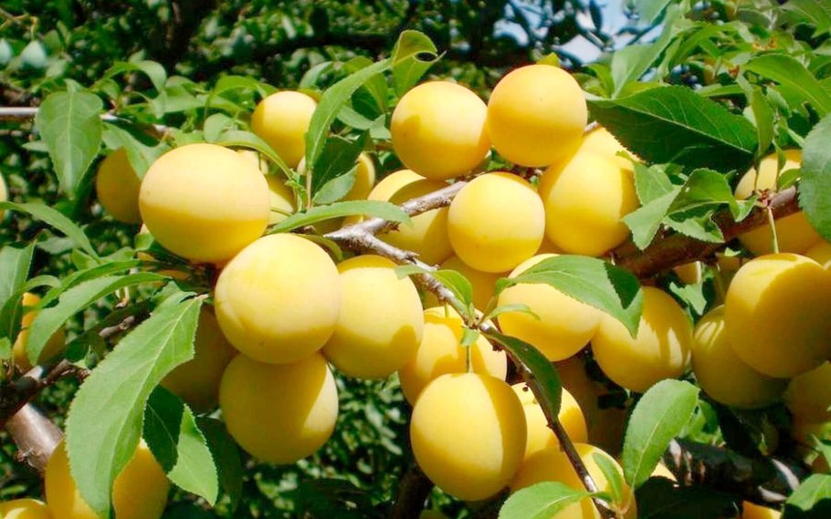 Груша яблоня абрикос алыча