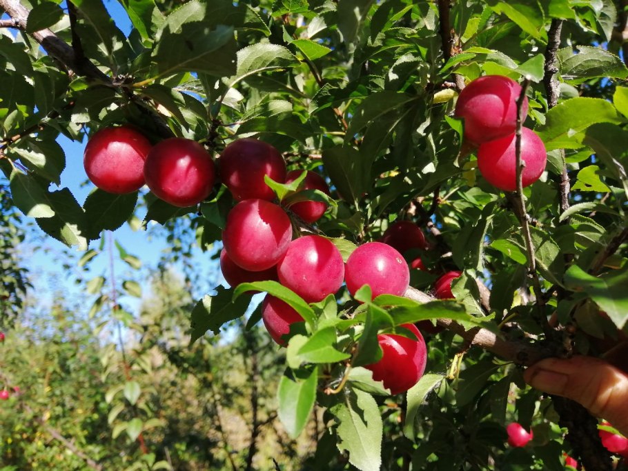 Алыча бархатная