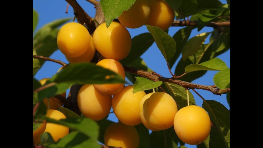 Желтая слива продолговатая ветка