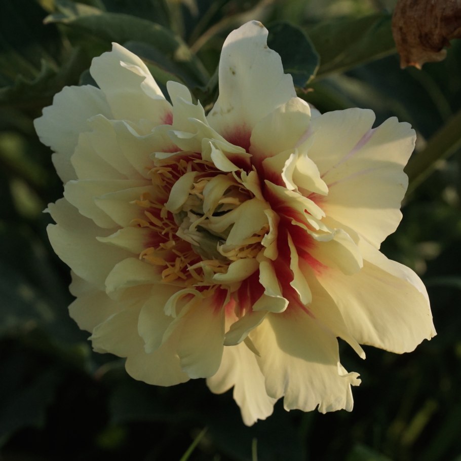 Пион Itoh Magical Mystery Tour