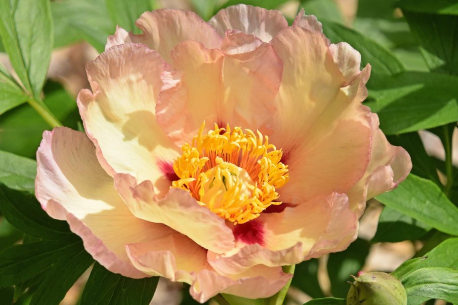 Пион древовидный Шима нишики