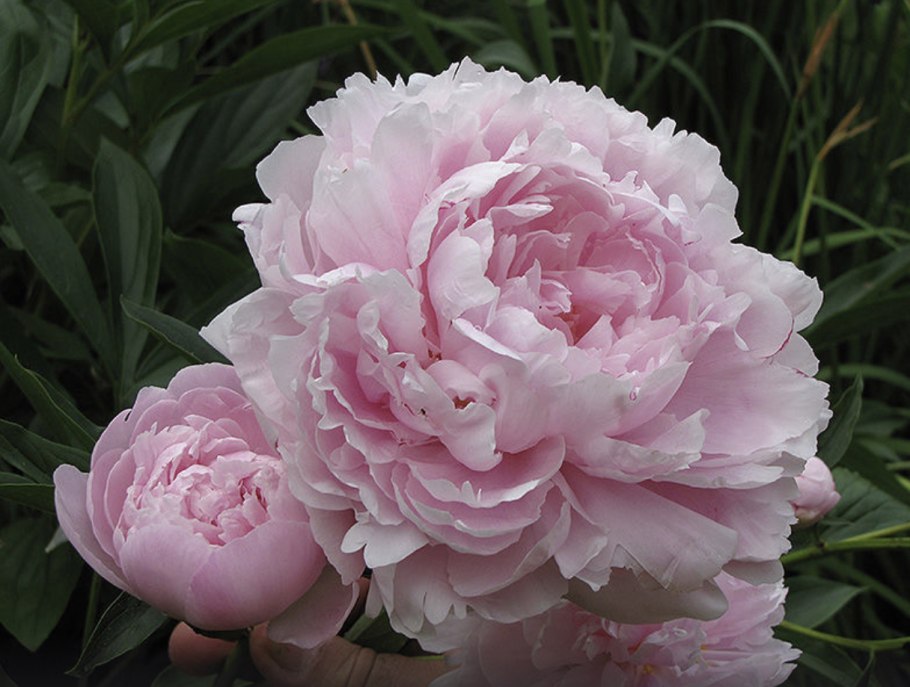 Пион Уайт кэп