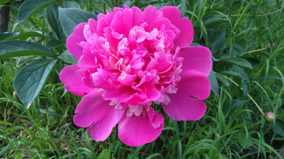 Пион (Ито-гибрид) пастель Сплендор