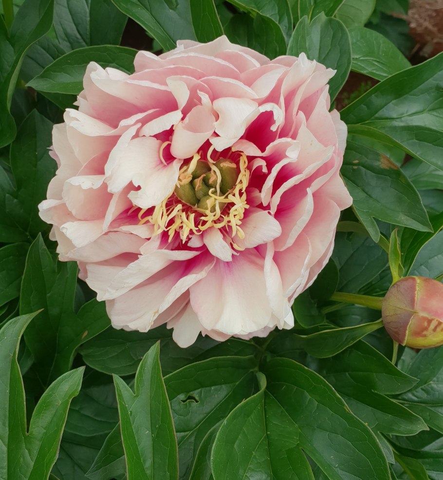 Пион Учигеас Paeonia Oochigeas