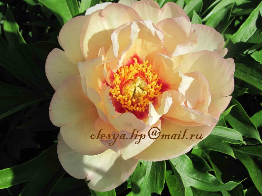 Пион Ито-гибрид Джулия Роуз