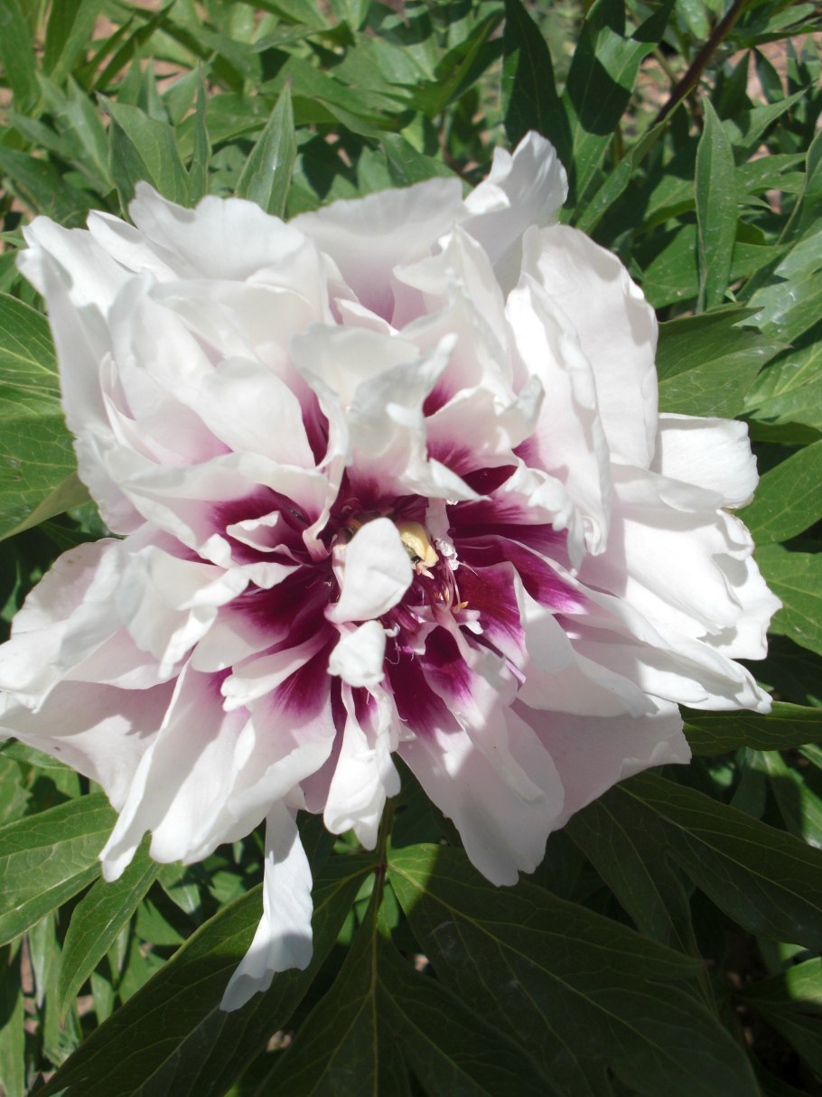 Ито пион all that Jazz