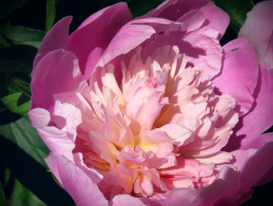 Пион кора Луиза