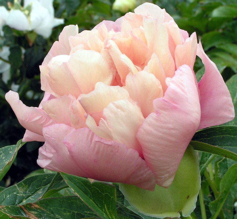 Пион Itoh all that Jazz