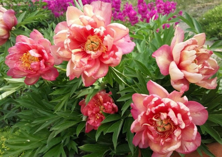 Пион молочноцветковый Double Pink