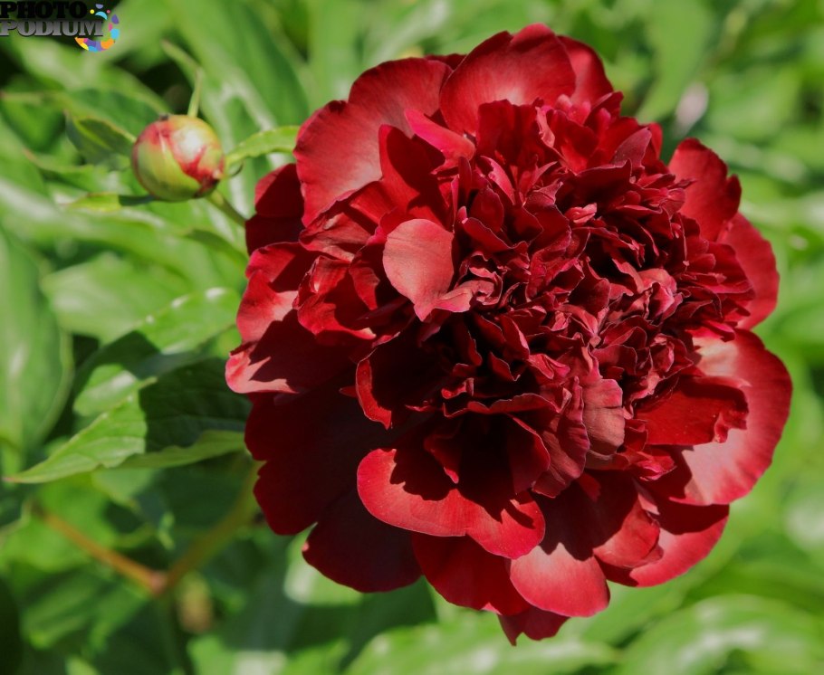 Пион Ито-гибрид Джулия Роуз Окс /Голландия