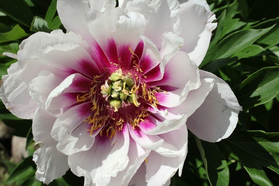 Пион травянистый Ливингстон