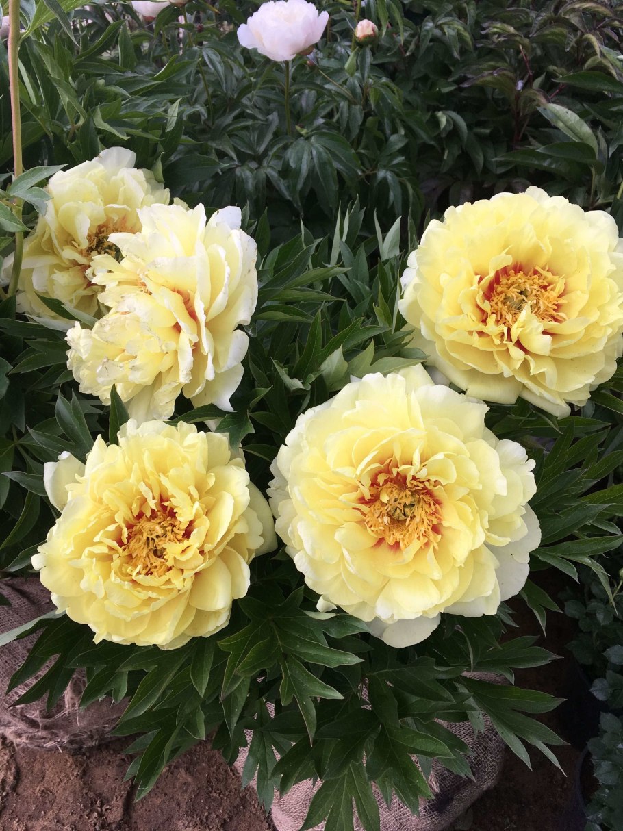 Пион травянистый очарование восхода