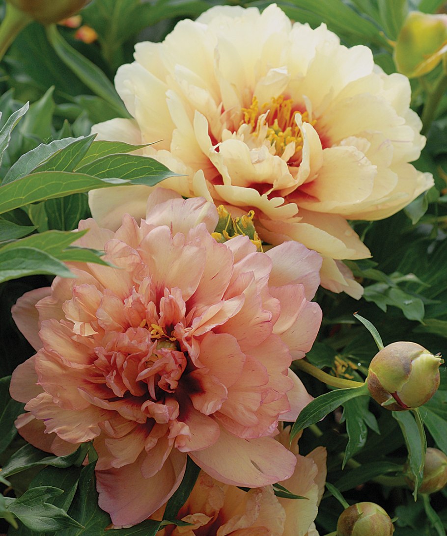 Джулия Росс пион