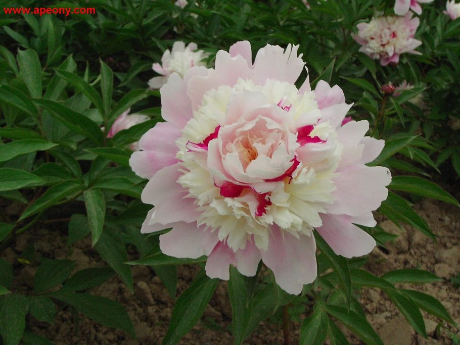 Пион Ито Лоллипоп