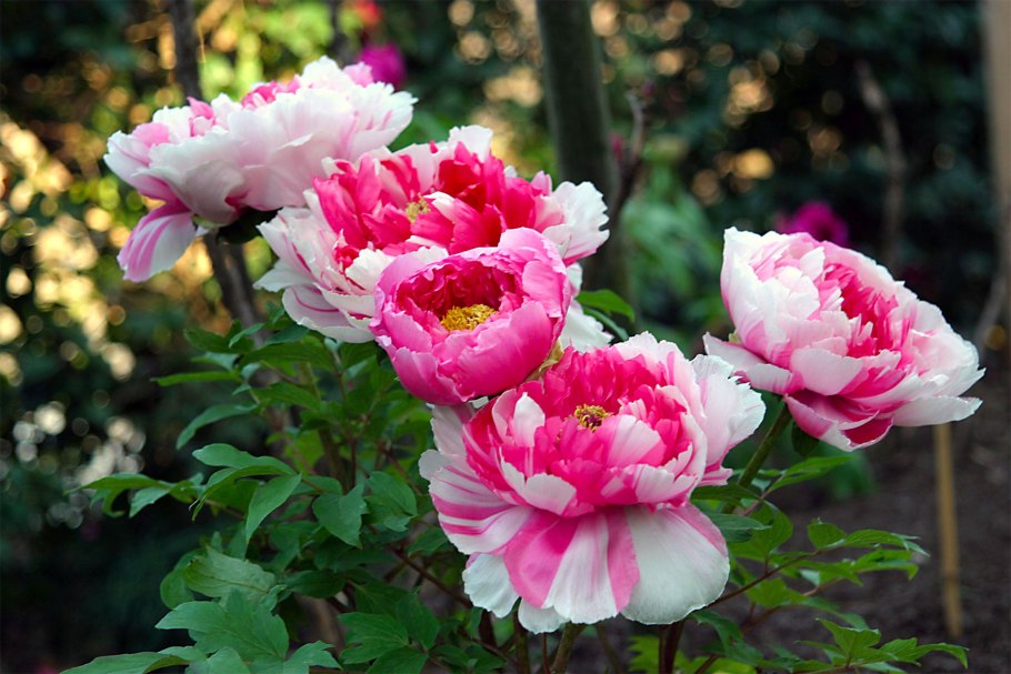 Пион Scrumdidleumptious