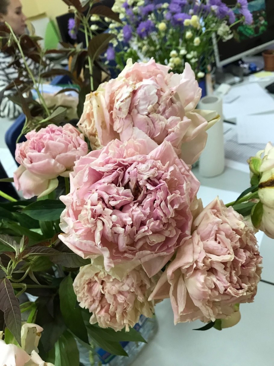 Пион Ито Джулия Роуз