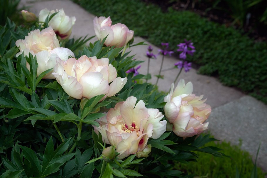 Ито гибрид кора Луиза