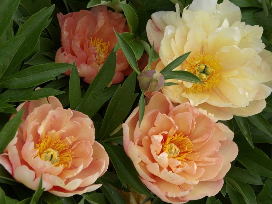 Пион-Ито Raggedy Ann