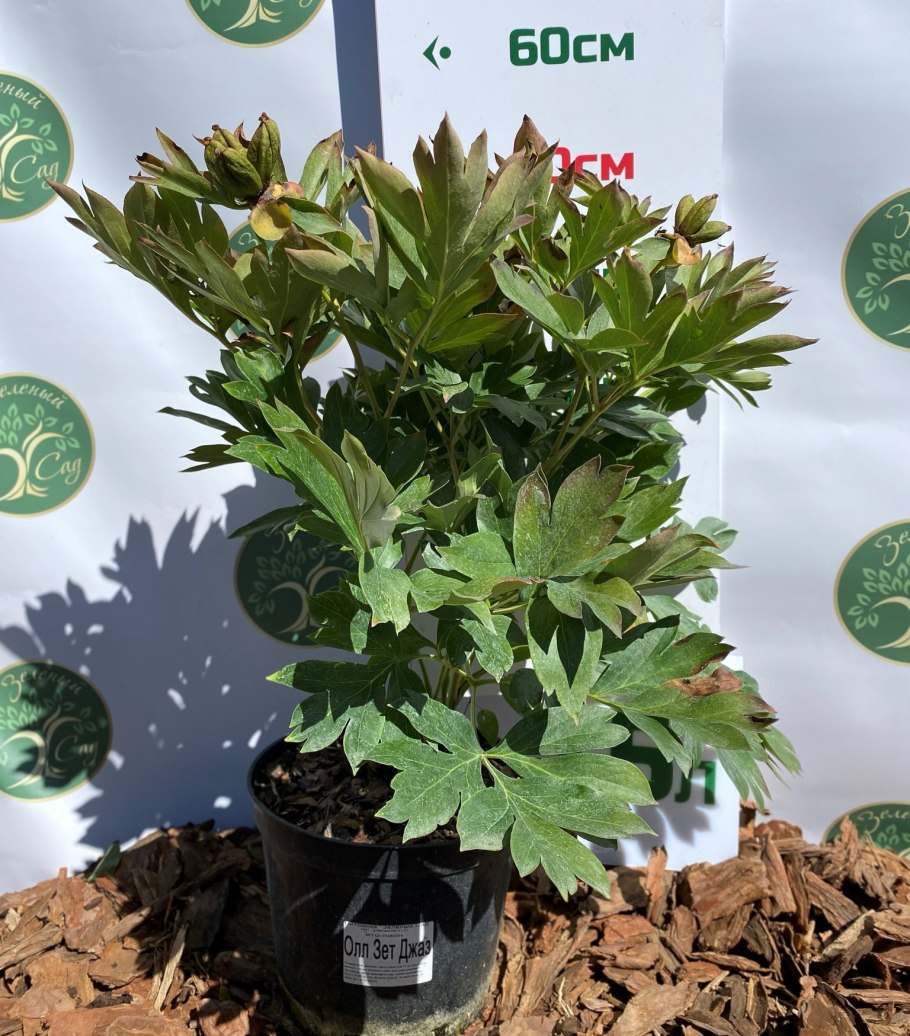 Пион Учигеас Paeonia Oochigeas