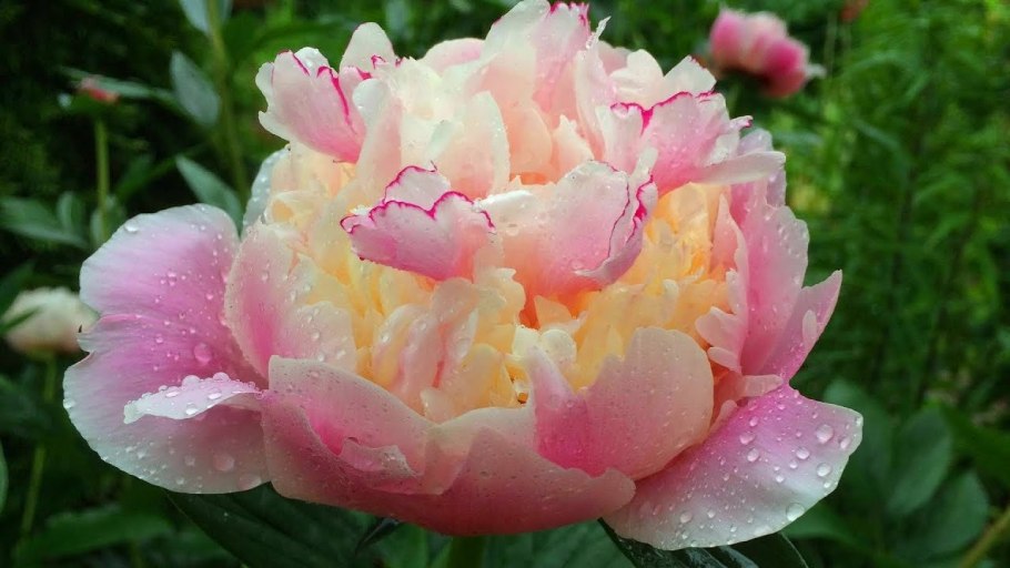 Пион Коллис Мемори