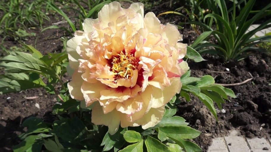 Пион Ито-гибрид Прейри Чарм