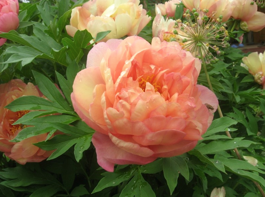 Пион молочноцветковый Нэнси Нора