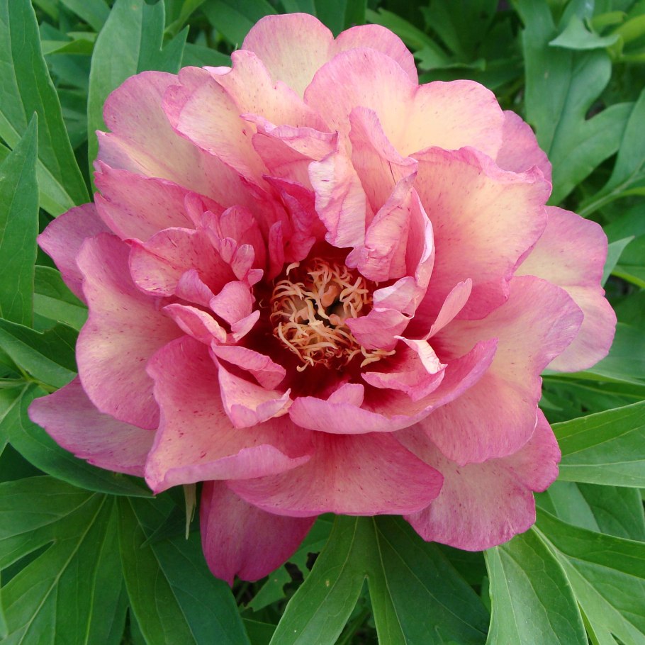 Пион Bartzella (Бартзелла)