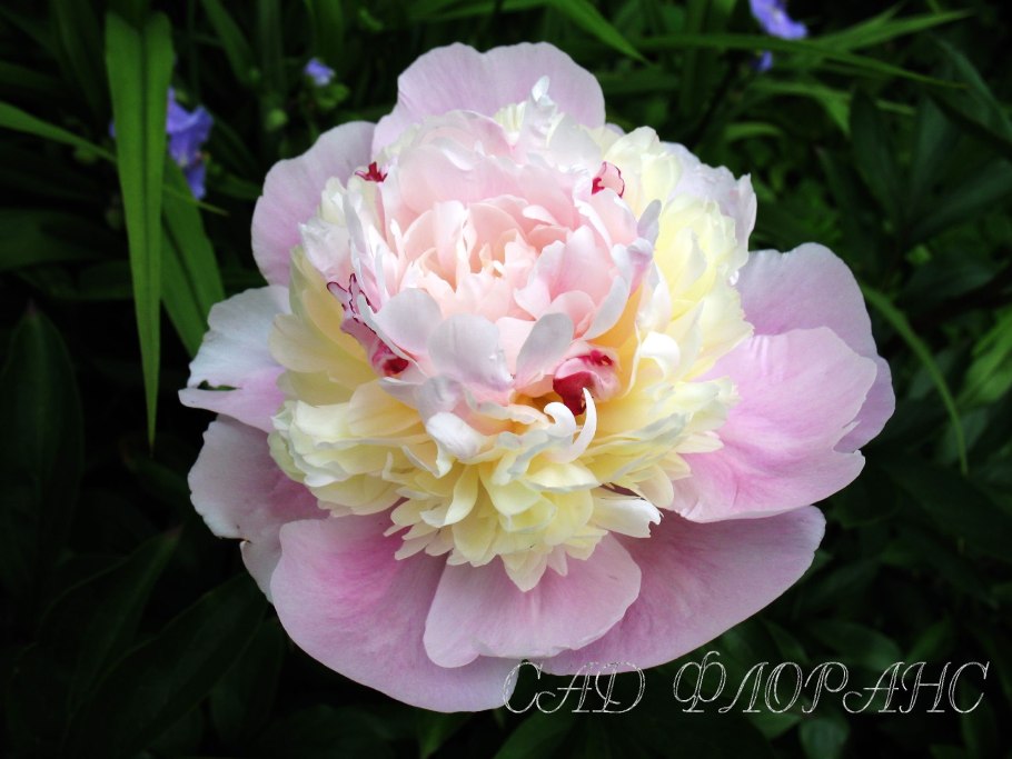 Пион гибрид Бартзелла