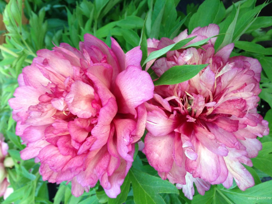 Пион-Ито кора Луиза