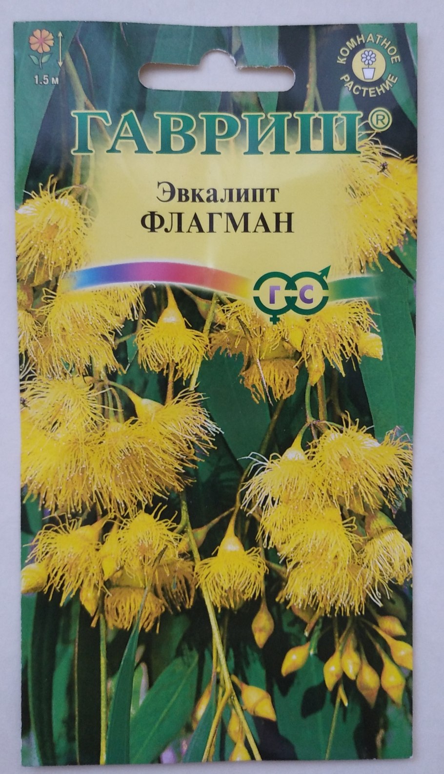 Эвкалипт лимонный комнатный ростки