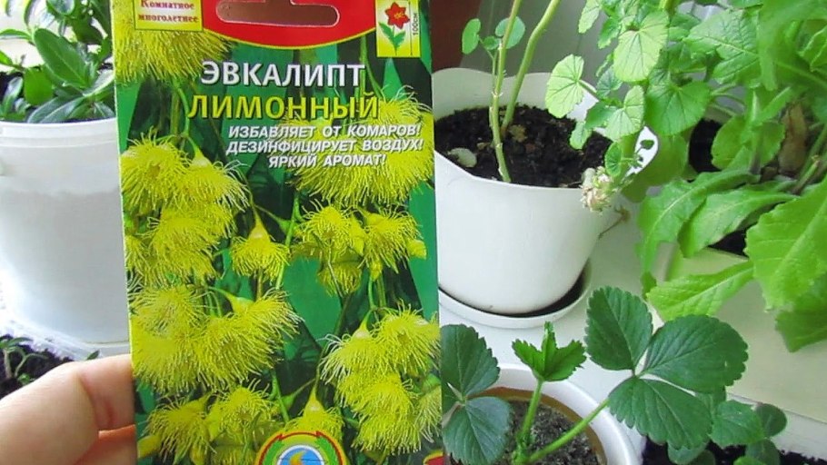 Эвкалипт лимонный флагман