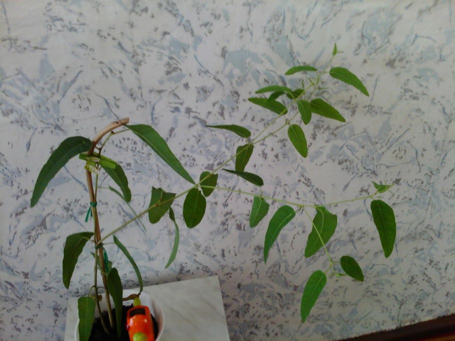 Императорский эвкалипта цветы