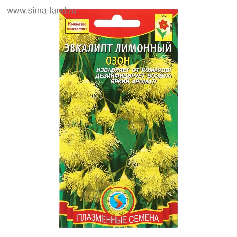 Эвкалипт лимонный цитрус