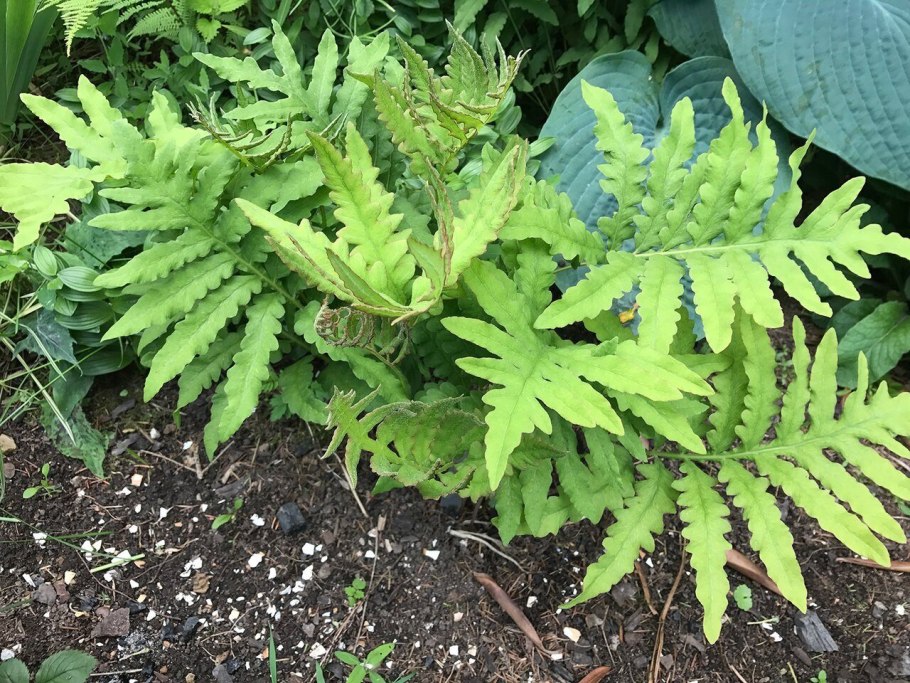 Папоротник Woodwardia fimbriata