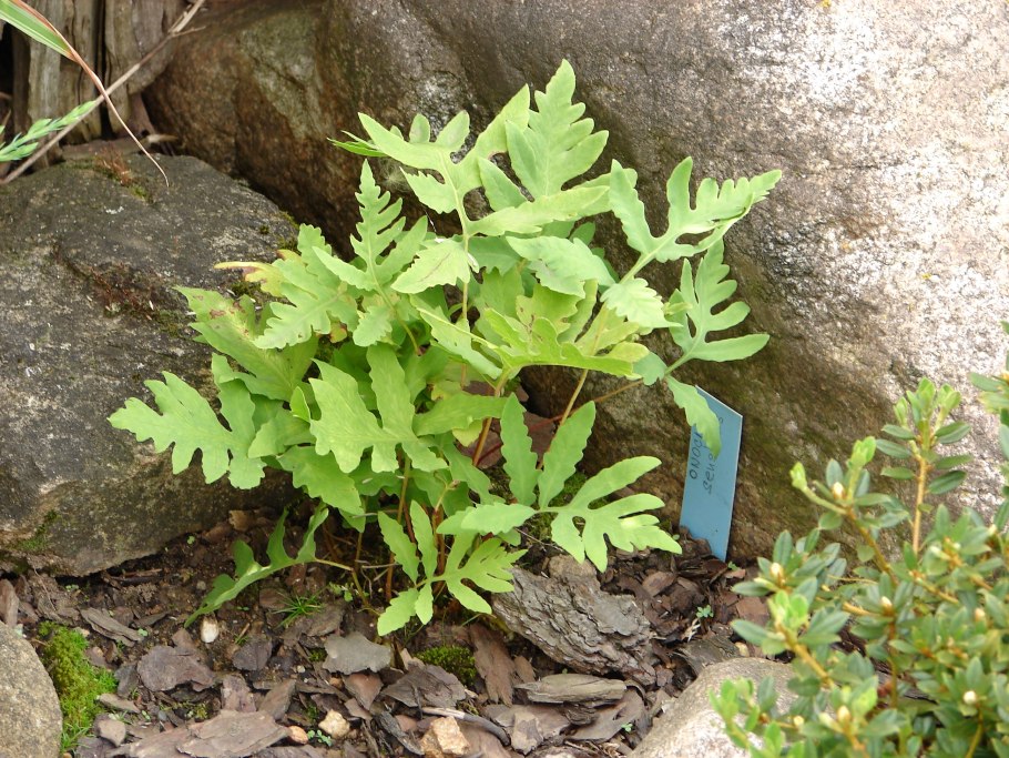 Onoclea sensibilis v. ‘Dwarf’