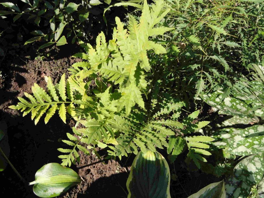 Blue Fern цветок