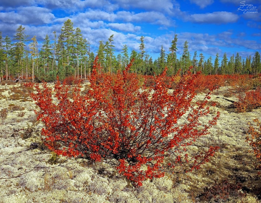 Береза карликовая Betula Nana